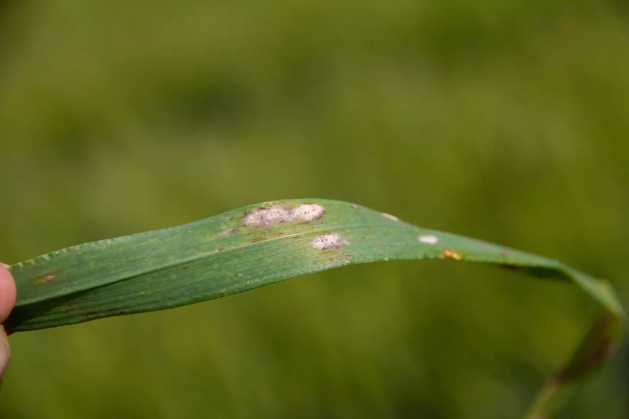 Mączniak prawdziwy na jęczmieniu