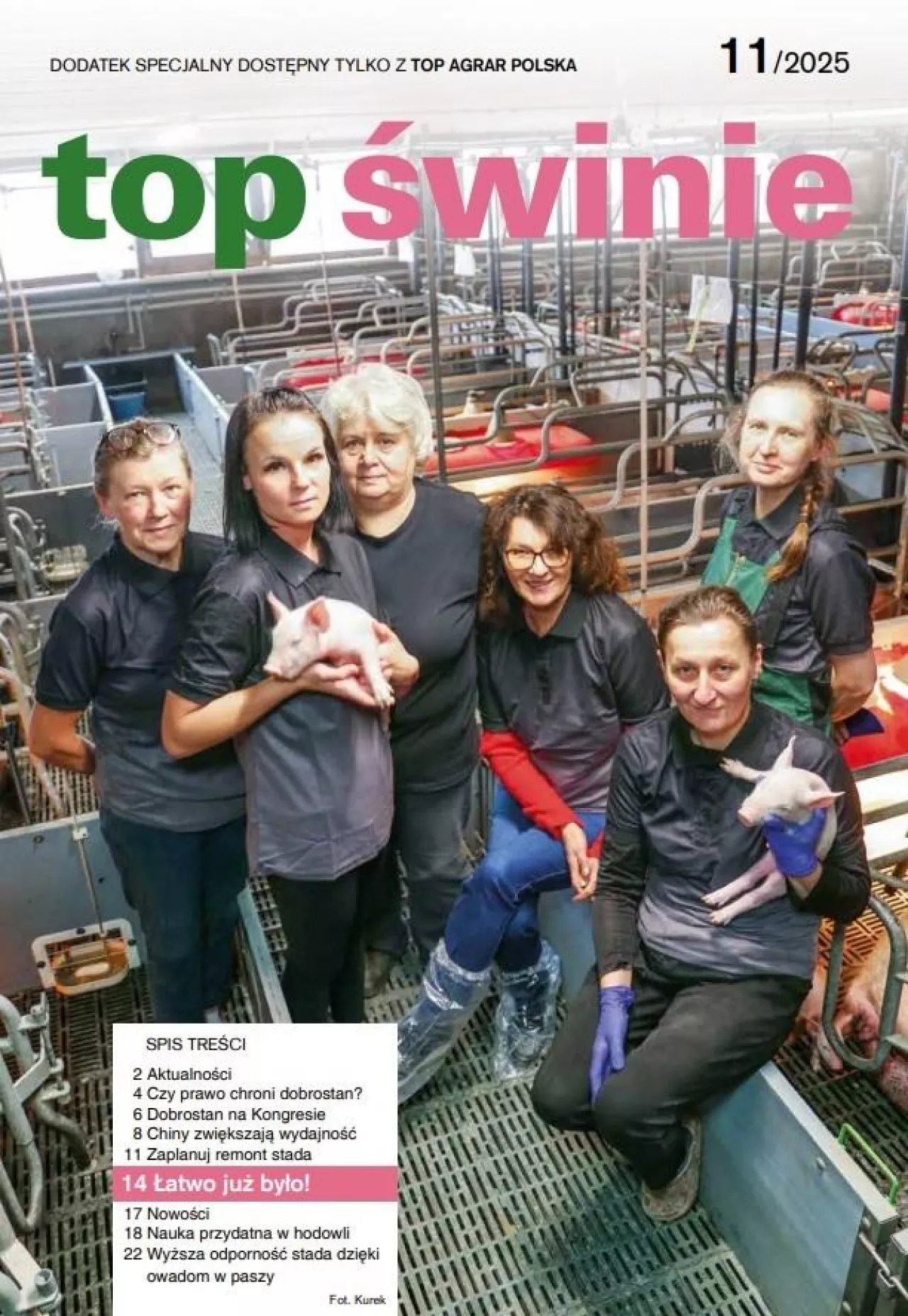 Okładka top świnie