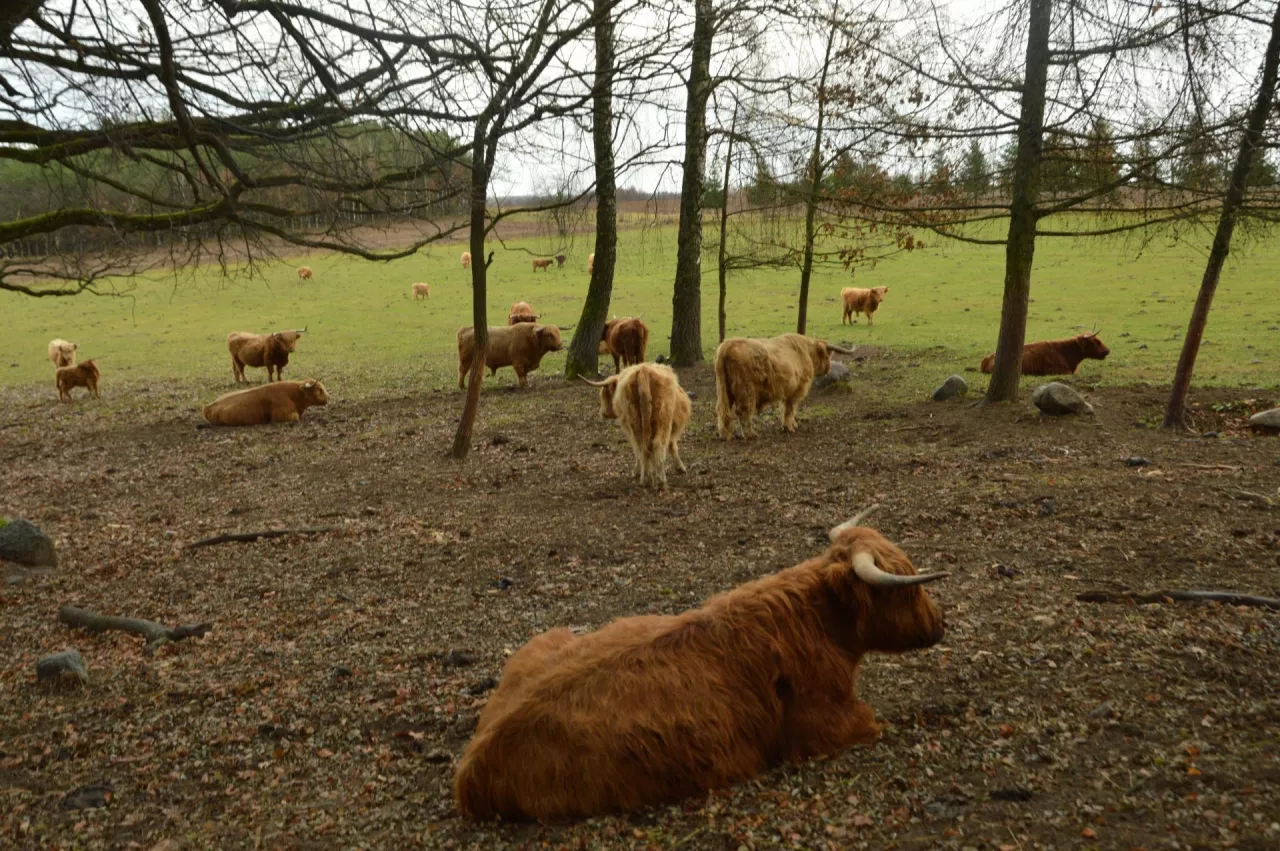 highland cattle, bydło szkockie, pastwisko
