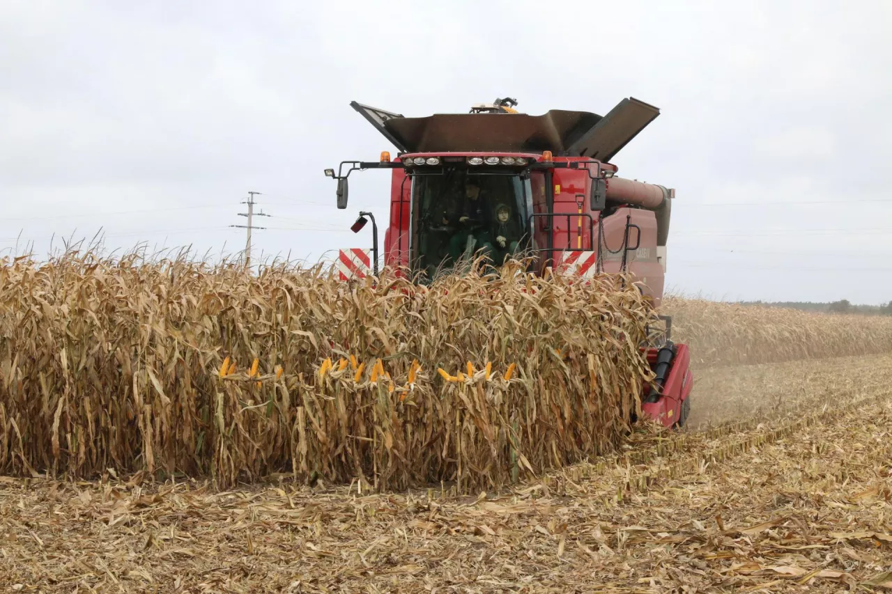 Robert Szymczak zbiór kukurydzy 10 października 2025