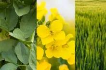 rośliny jare siane na zime