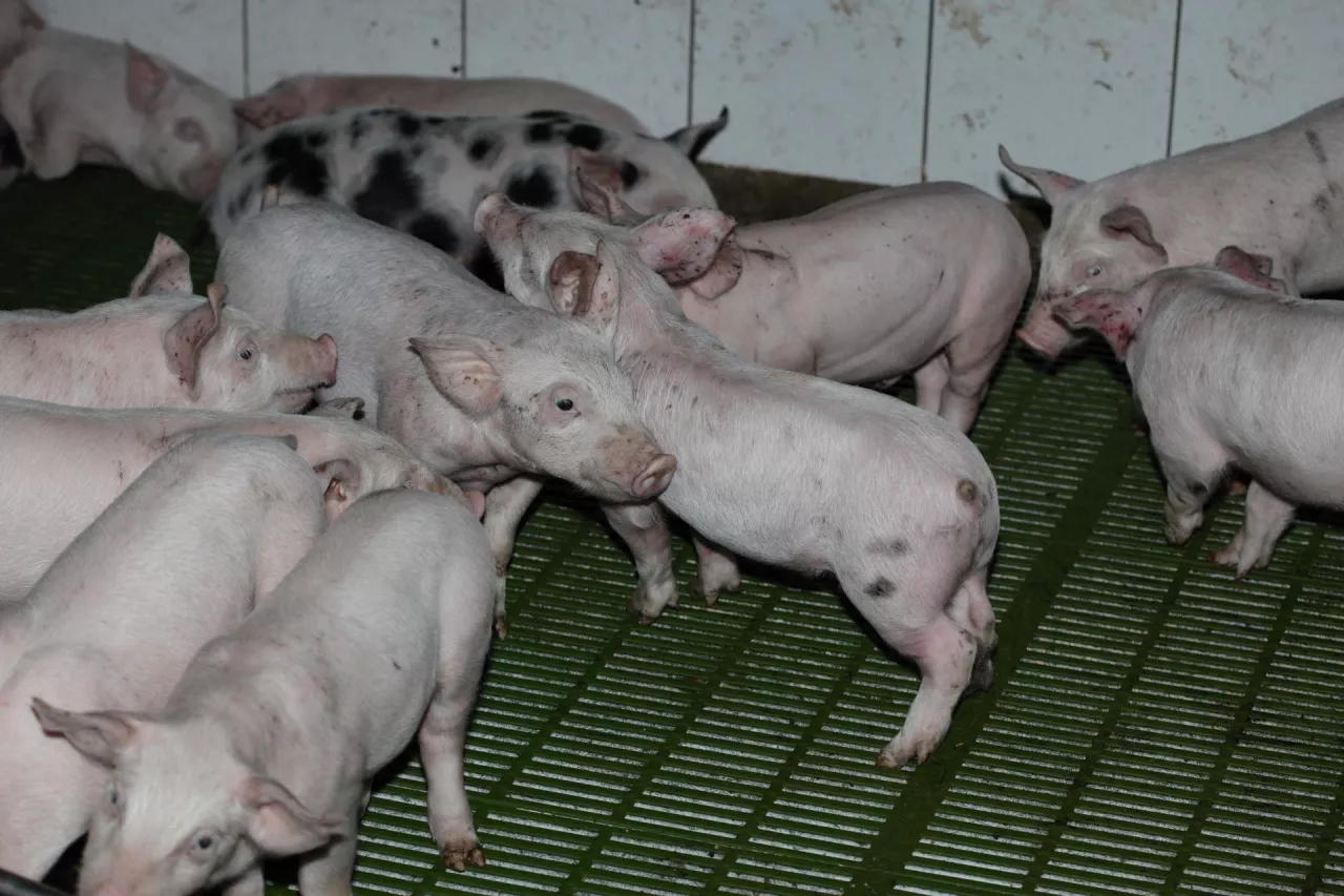 Warchlaki na rusztach