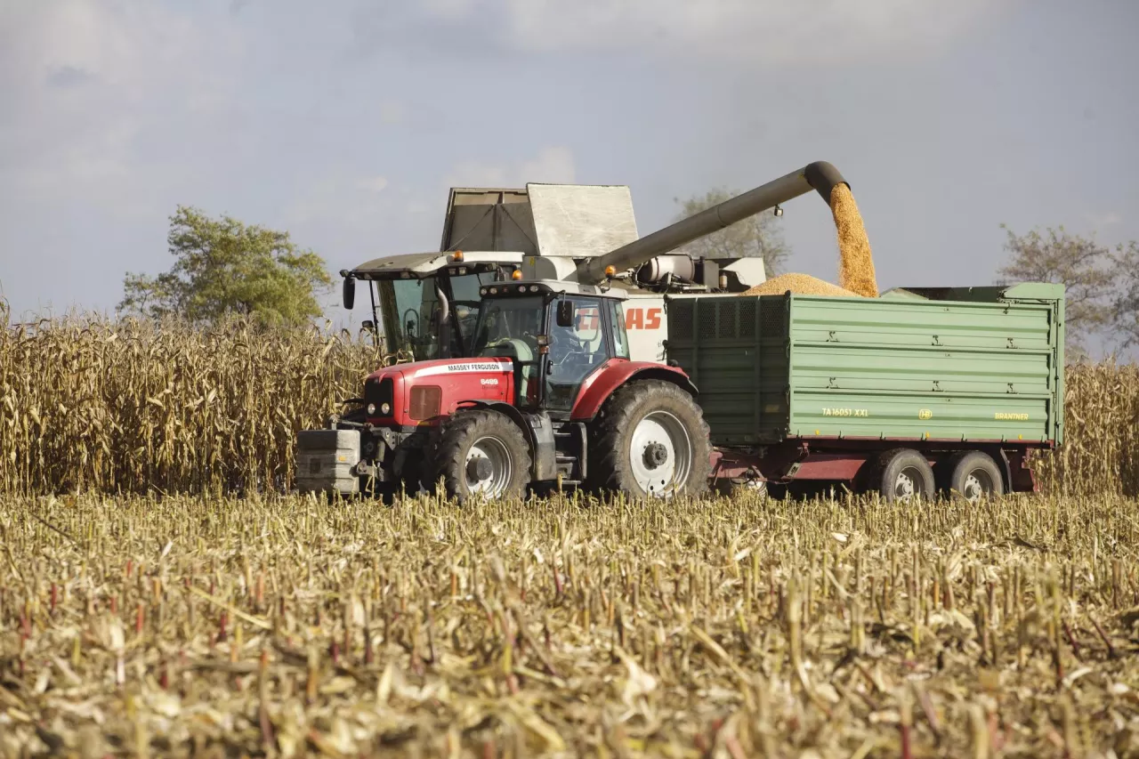 początek koszenia kukurydzy