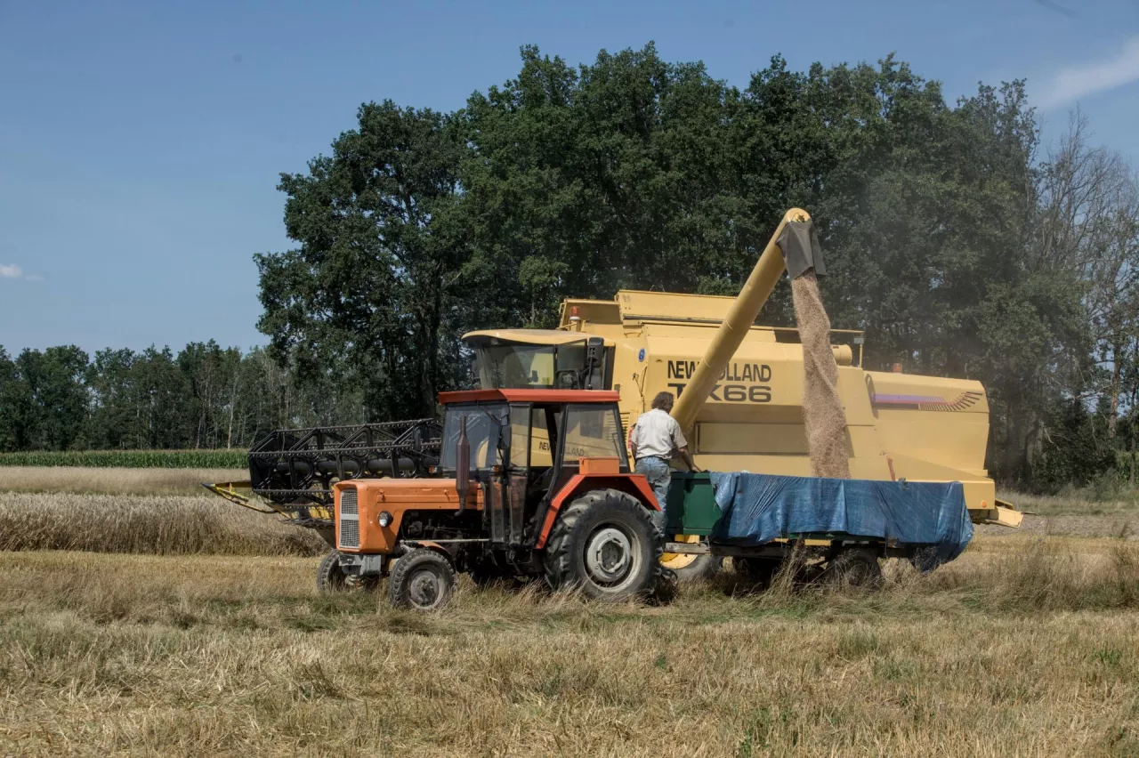 Sypanie zboża z kombajnu na przyczepę rolniczą na polu podczas żniw