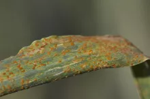 Rdza brunatna doskonale rozwija się podczas ciepłych i długich jesieni dzięki czemu na wielu plantacjach jest obecna od wczesnej wiosny.