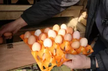 Rolnik zbiera jaja pastwiskowe w kurniku