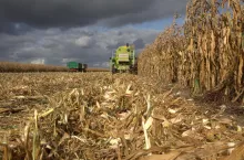 Deszczowe chmury nad kukurydzą