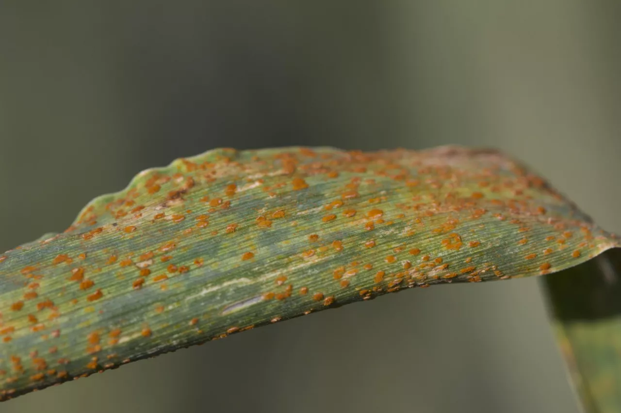 Rdza brunatna doskonale rozwija się podczas ciepłych i długich jesieni dzięki czemu na wielu plantacjach jest obecna od wczesnej wiosny.