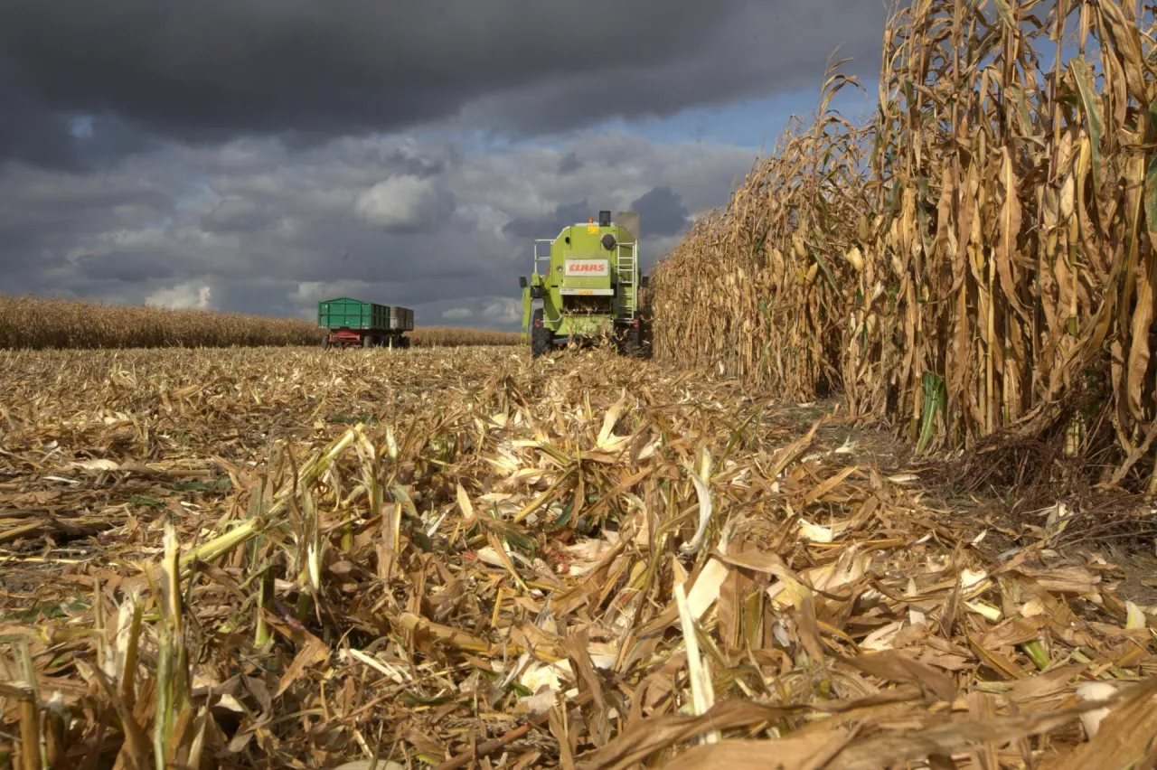 Deszczowe chmury nad kukurydzą