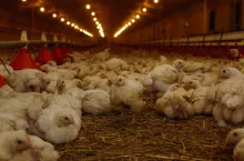 Brojlery na dużej fermie drobiu