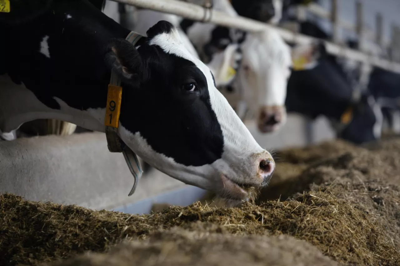 Krowa rasy mlecznej je paszę w oborze