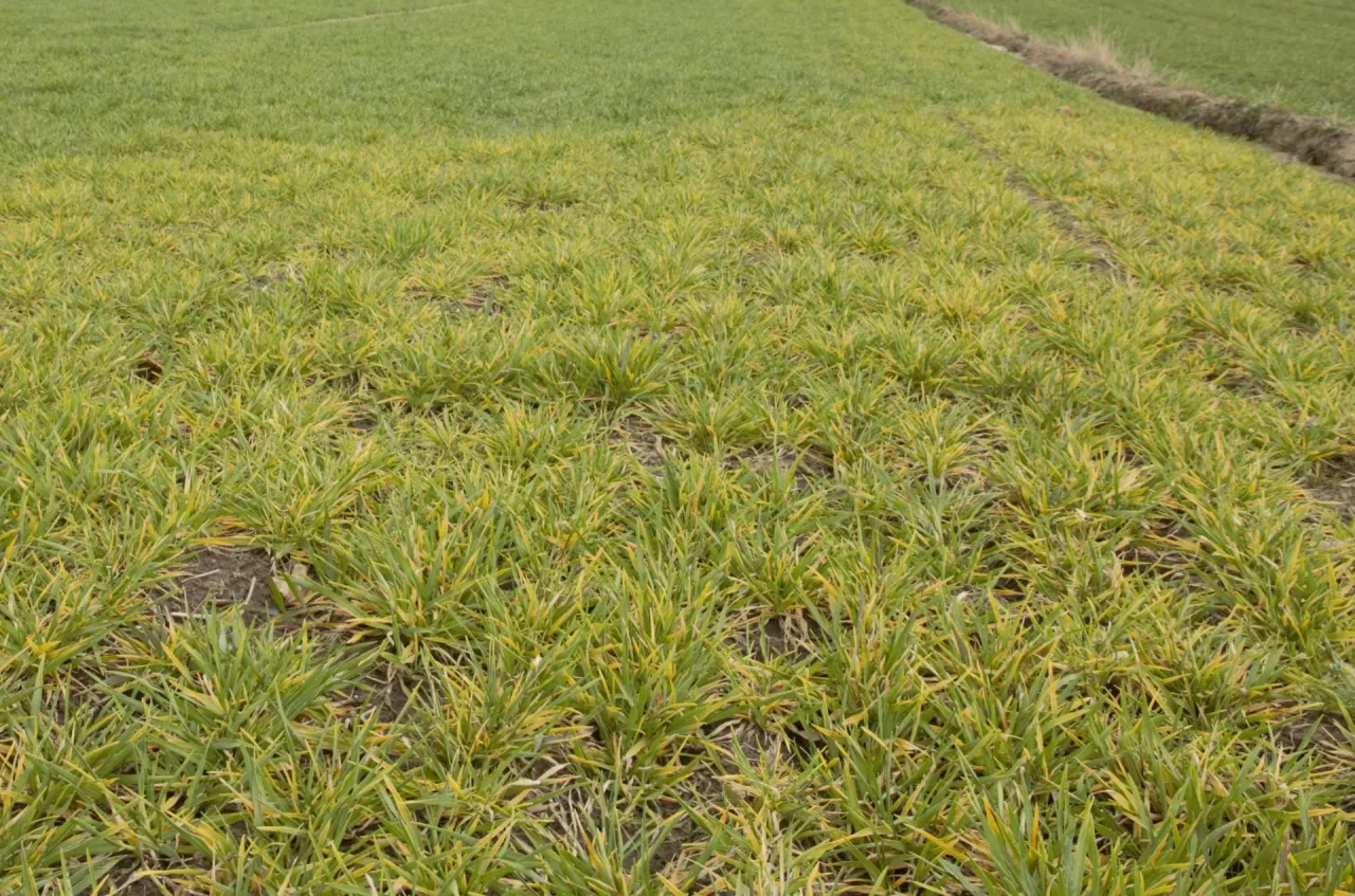 Objawy porażenia BYDV żółta karłowatość jeczmienia