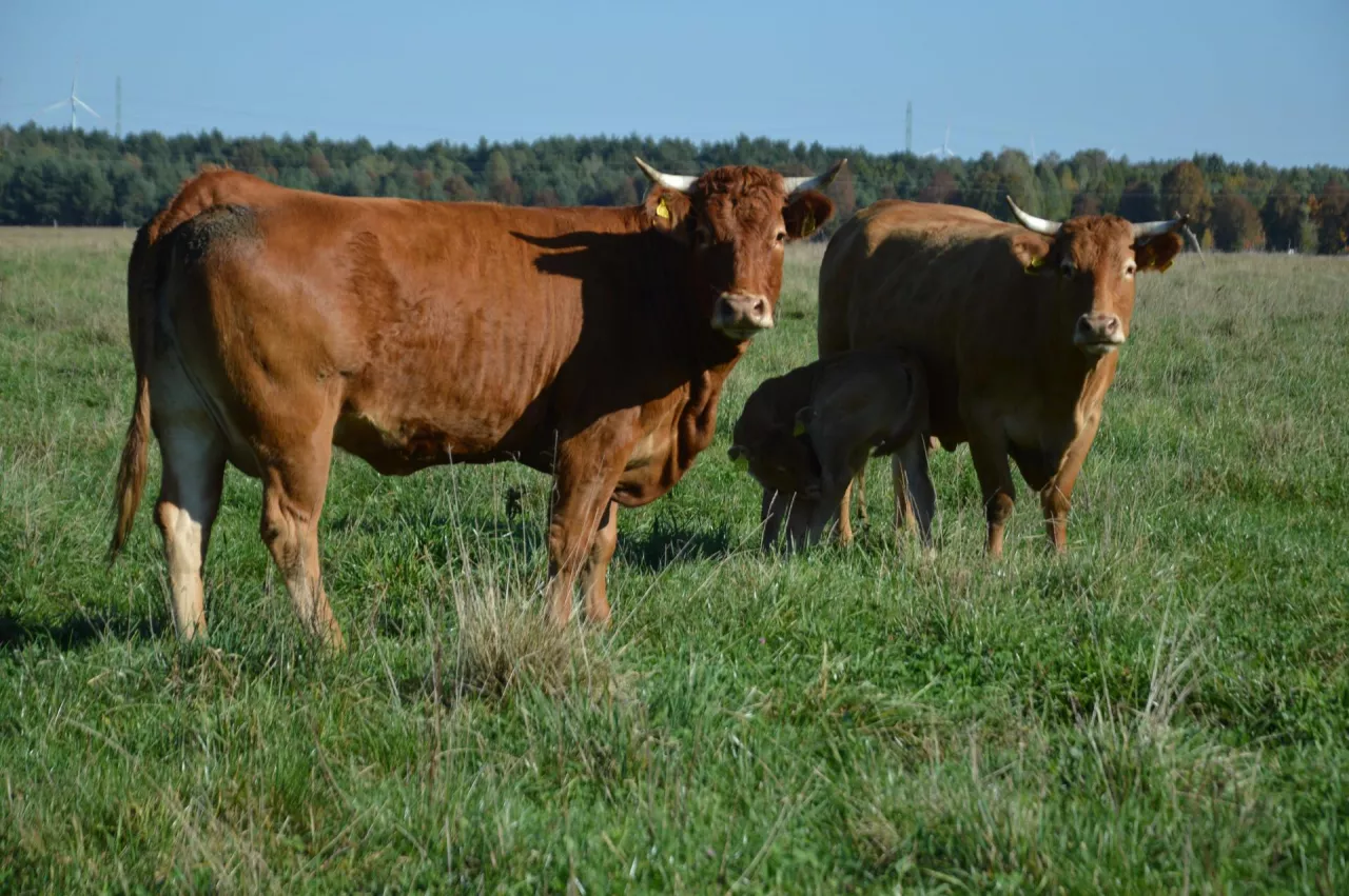 Bydło mięsne na pastwisku