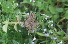 Korzeń bobiku wyrwany w międzyplonie.
