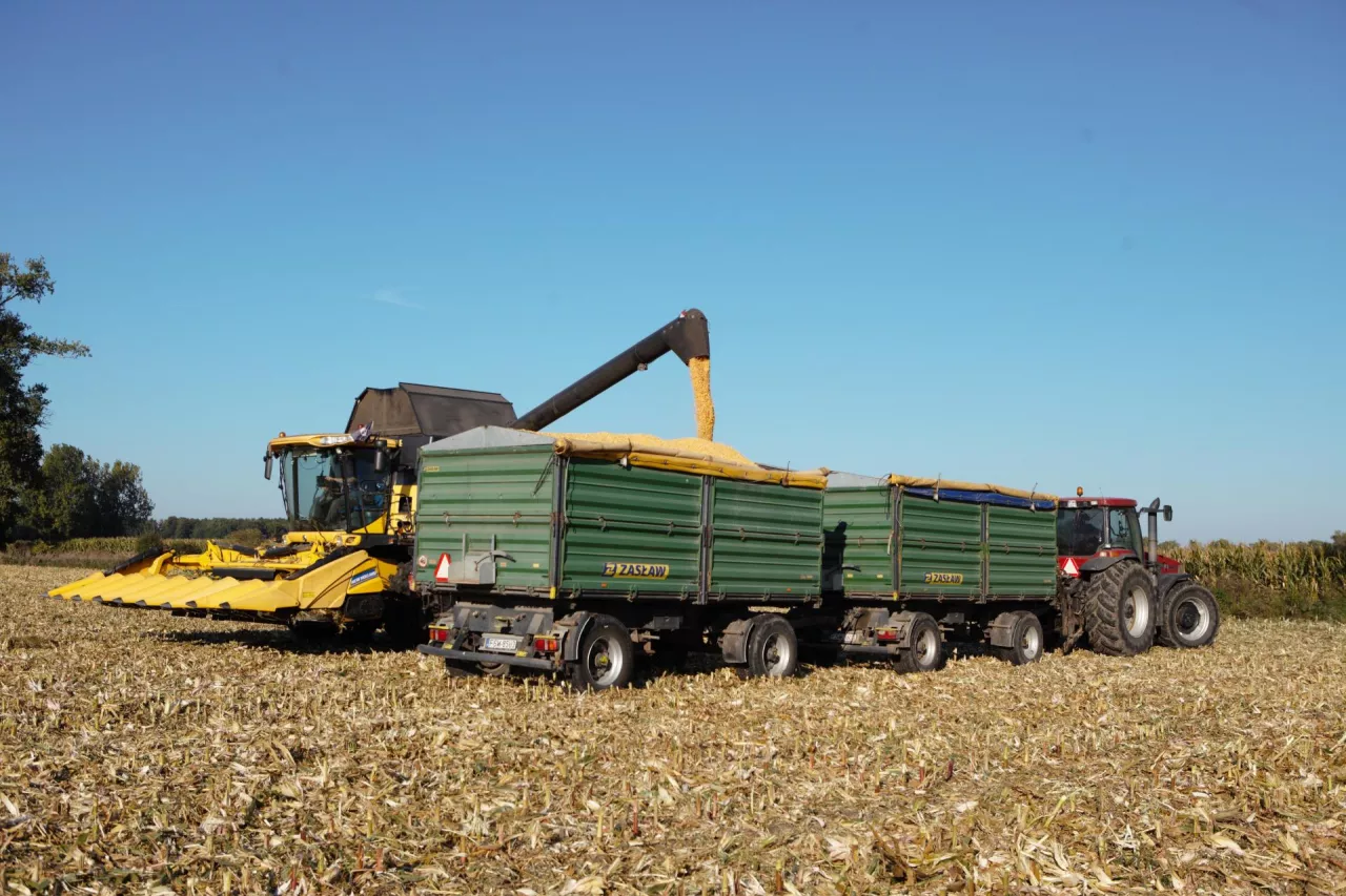 Koszona kukurydza wysypywana na przyczepy