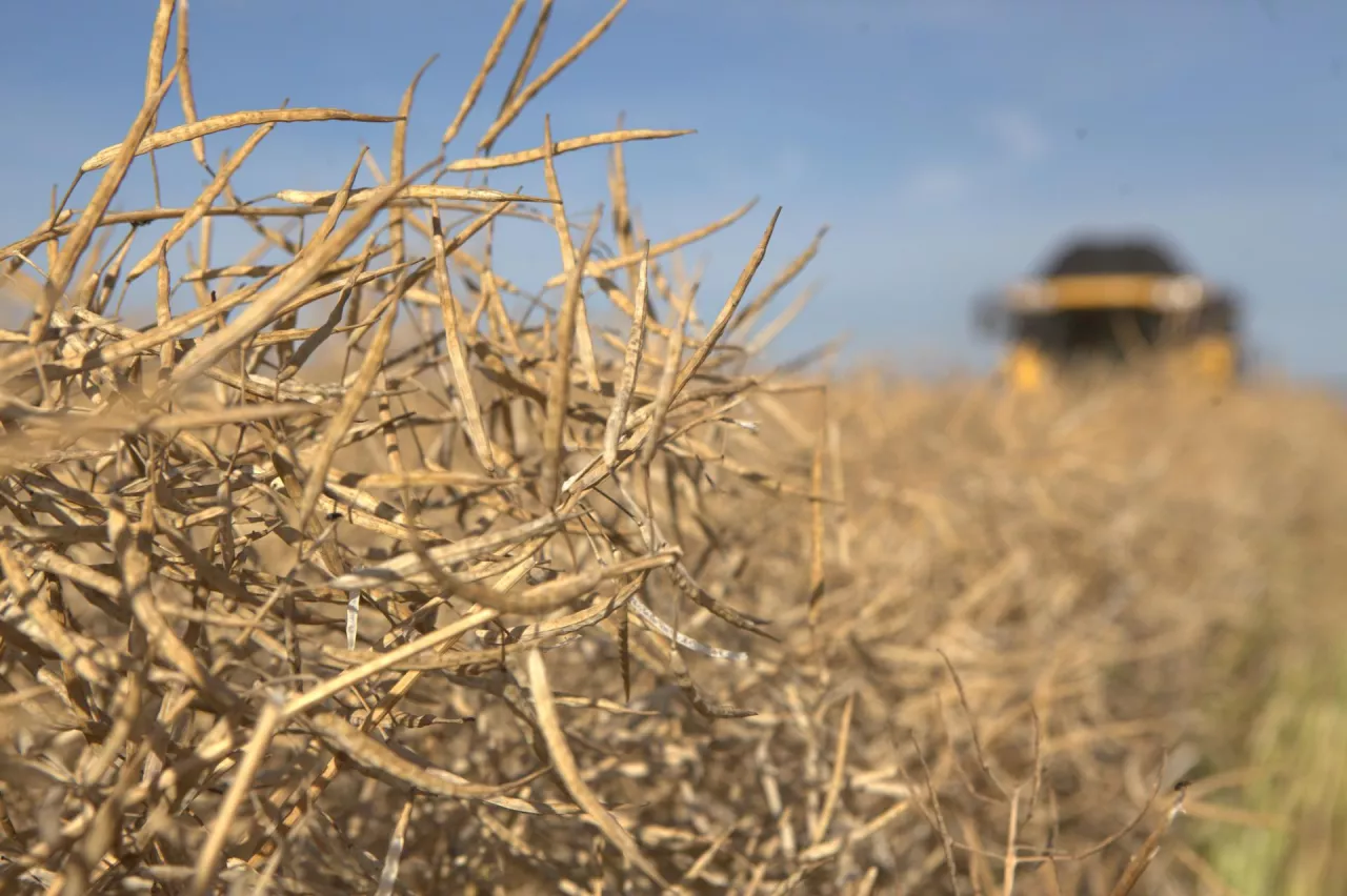 Rzepak na polu z kombajnem w tle