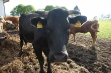 Bydło mięsne na wybiegu