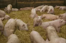 świnie w chlewni na ściółce