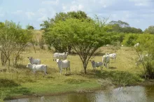 Brazylijskie bydło rasy Nelore wypasane na naturalnym pastwisku w stanie Pará. Krajobraz sawannowy z zadrzewieniami i dostępem do wody.