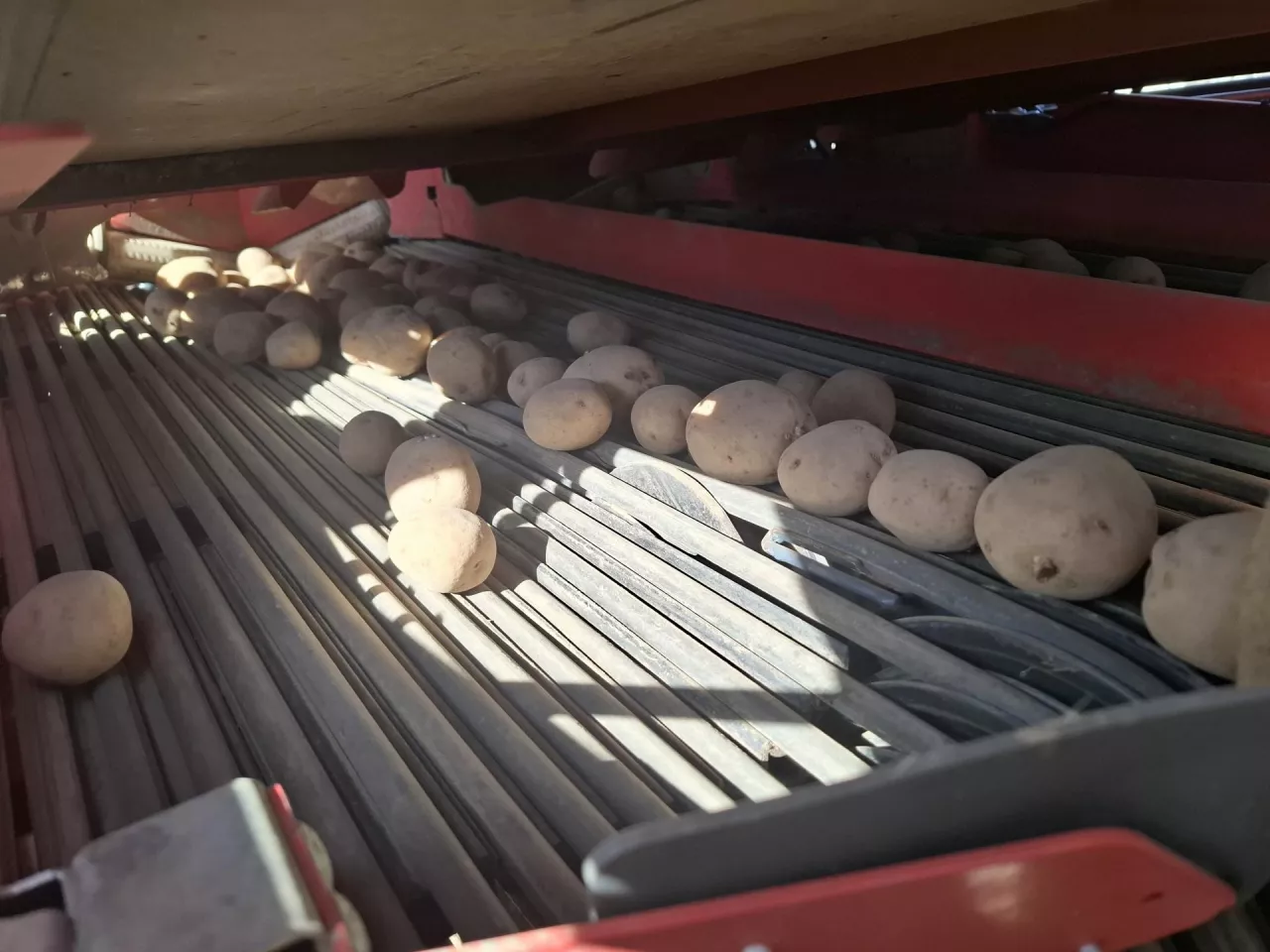 Technika, Ziemniaki 2/2025, sadzenie ziemniaków, sadzenie na rózne sposoby, sadzenie na zagonie, odkamienianie pola pod ziemniaki, sadzenie na redlinach, sadzarka DeWulf, Grimme, sadzarka strukruralna, idealne redliny, uprawa gleby pod ziemniaki, Kozakiewicz, Połęcko, Ośno Lubuskie, Witkowski, Radziejów