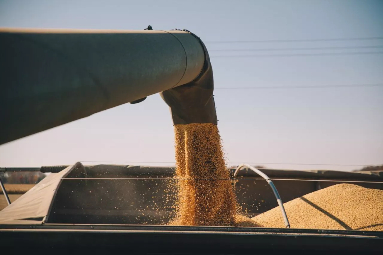 Zboże sypane z rury przeładunkowej do naczepy transportowej.