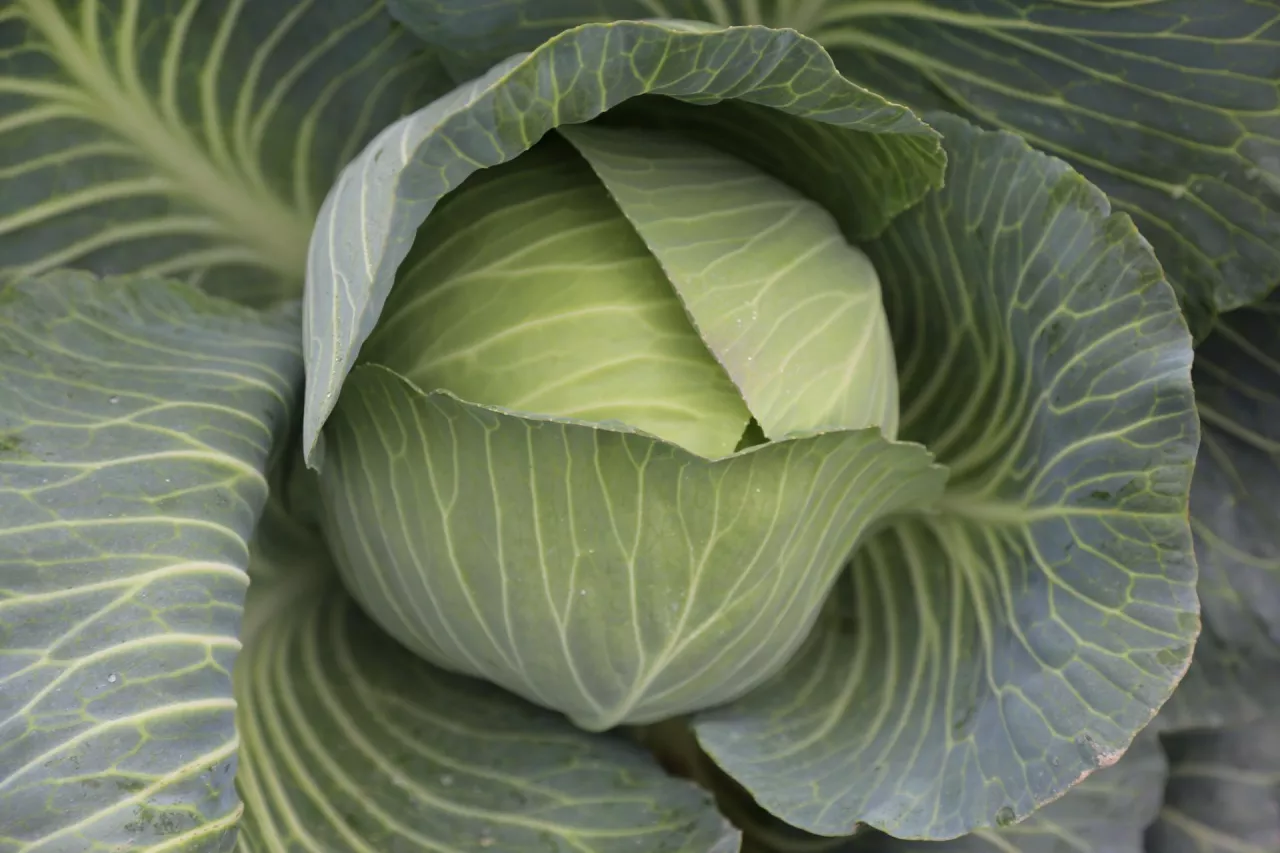 Niesprzedane warzywa na polu a VAT. Co musi zrobić rolnik, który likwiduje plony?