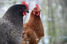 Dwie kury z szarym i brązowym upierzeniem, stojące na tle rozmytego lasu.