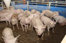 tuczniki tuczarnia na rusztach