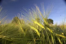 Złocące się kłosy jęczmienia