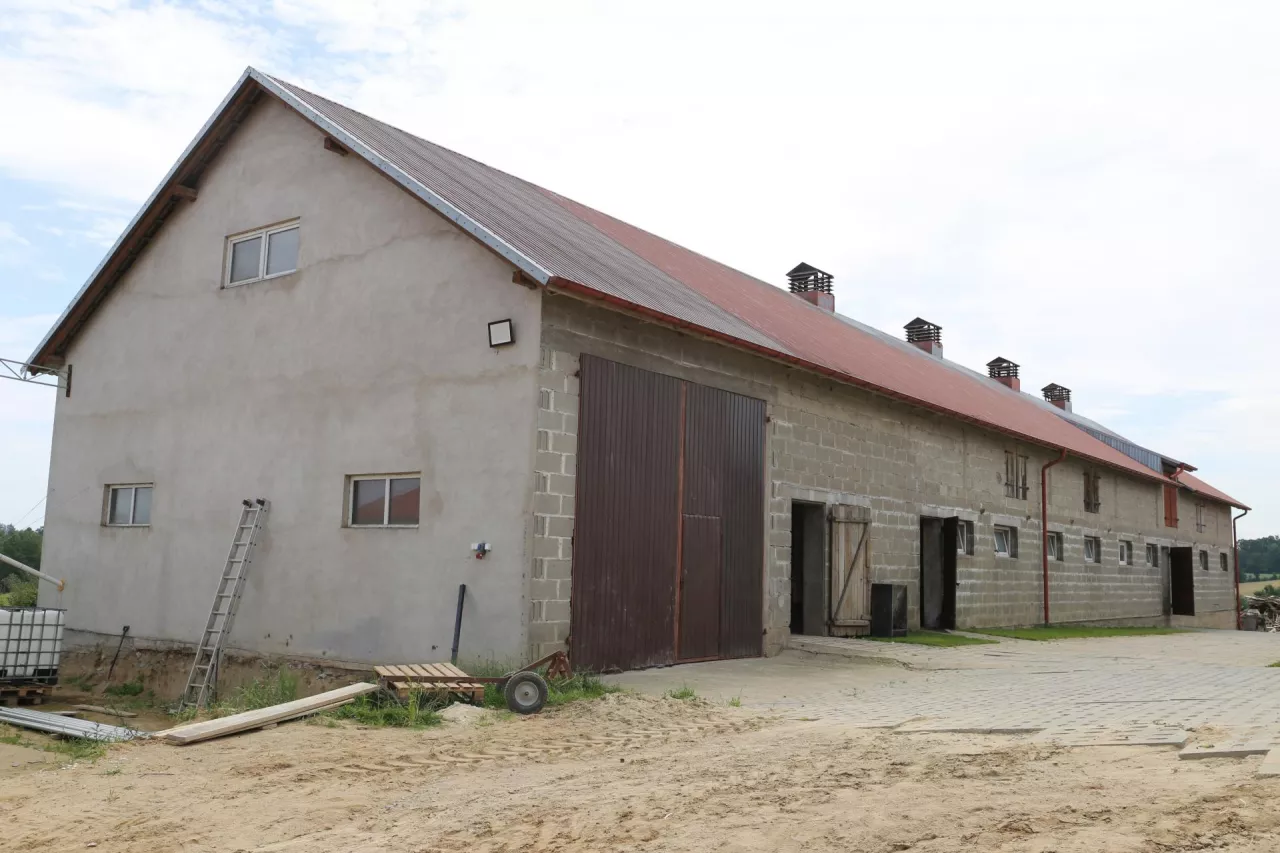 nowa chlewnia Pawelczyk, otwarte jarzma porodowe