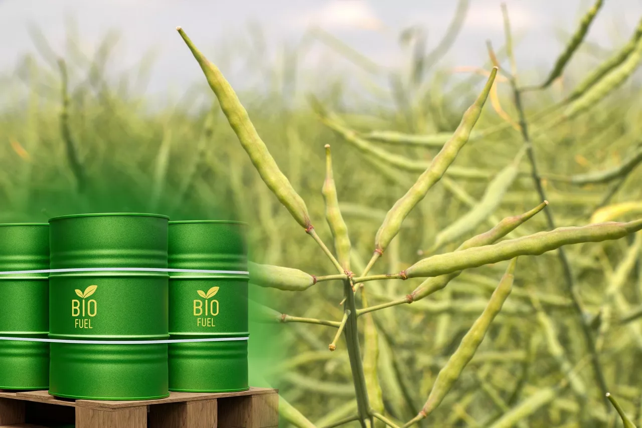 Rzepak z dieslem w tle