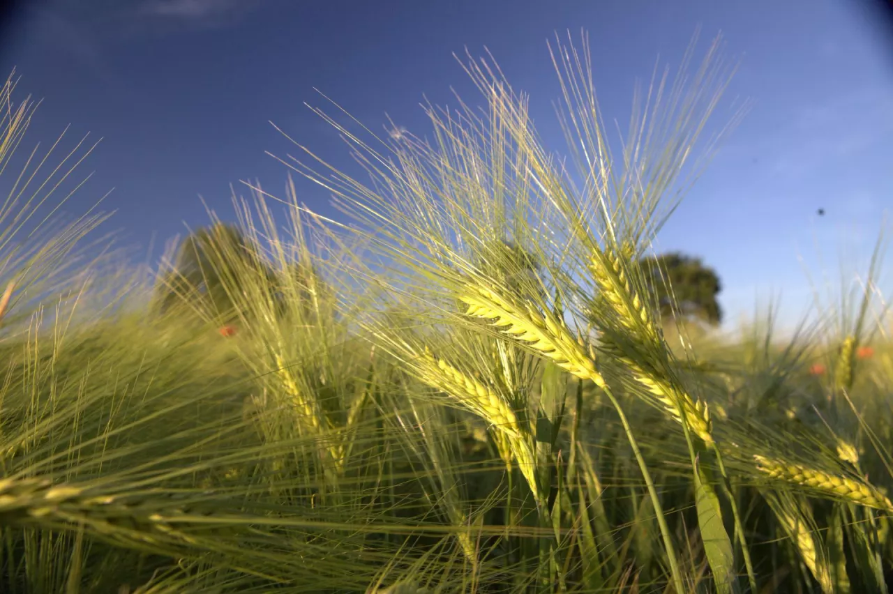 Złocące się kłosy jęczmienia