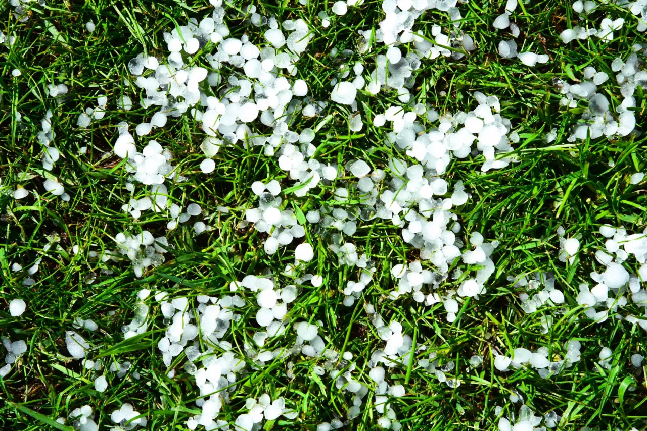 Hailstones in grass.