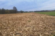 pole, resztki pożniwne, kukurydza na ziarno