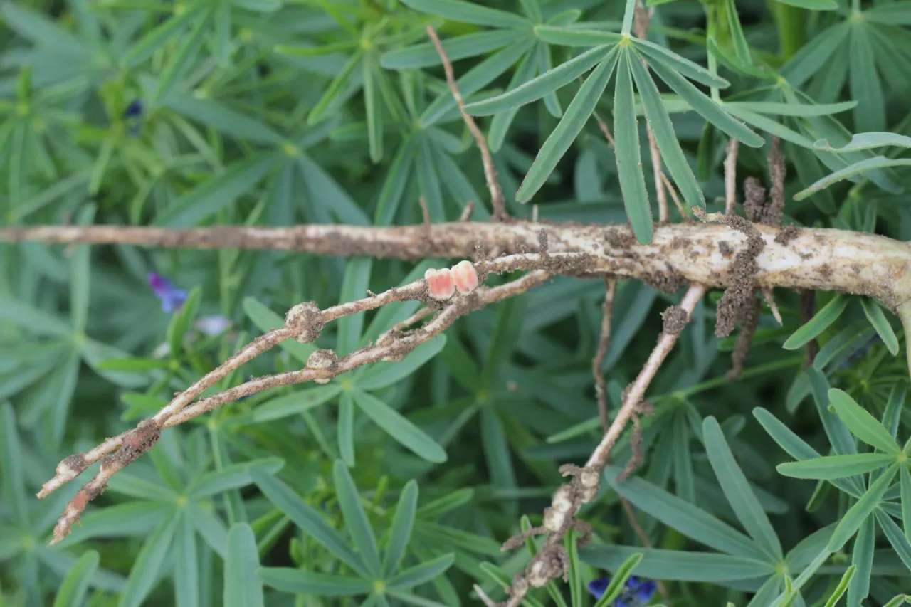 Korzeń łubinu wąskolistnego z brodawką przekrojoną