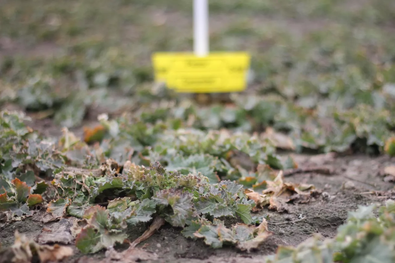 Żółte naczynie zimą w rzepaku 