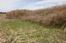 Odrosty rzepaku po gradobiciu