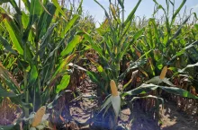 Wielkopolskie Dni kukurydzy Procam