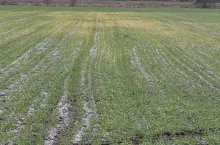 żółknący jęczmień