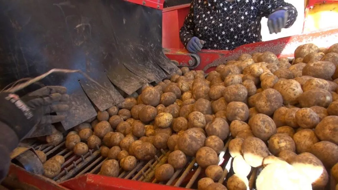 ziemniaki, zbiór ziemniaków, rynek ziemniaka