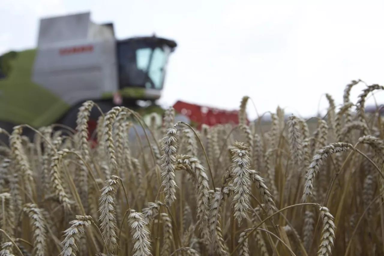 pszenica, kłosy, kombajn