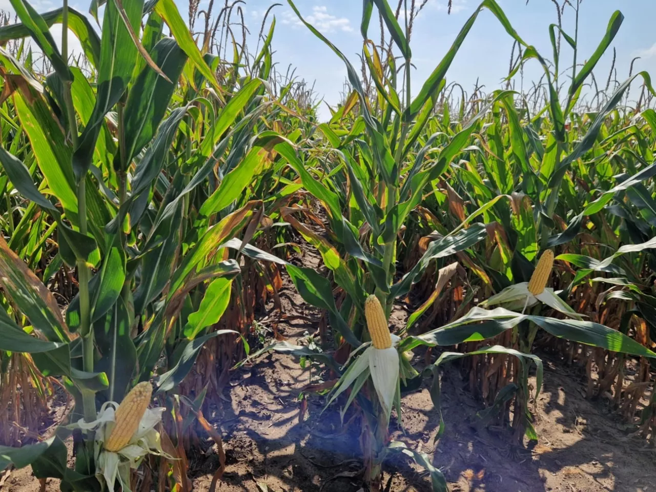 Wielkopolskie Dni kukurydzy Procam