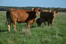 Bydło mięsne na pastwisku