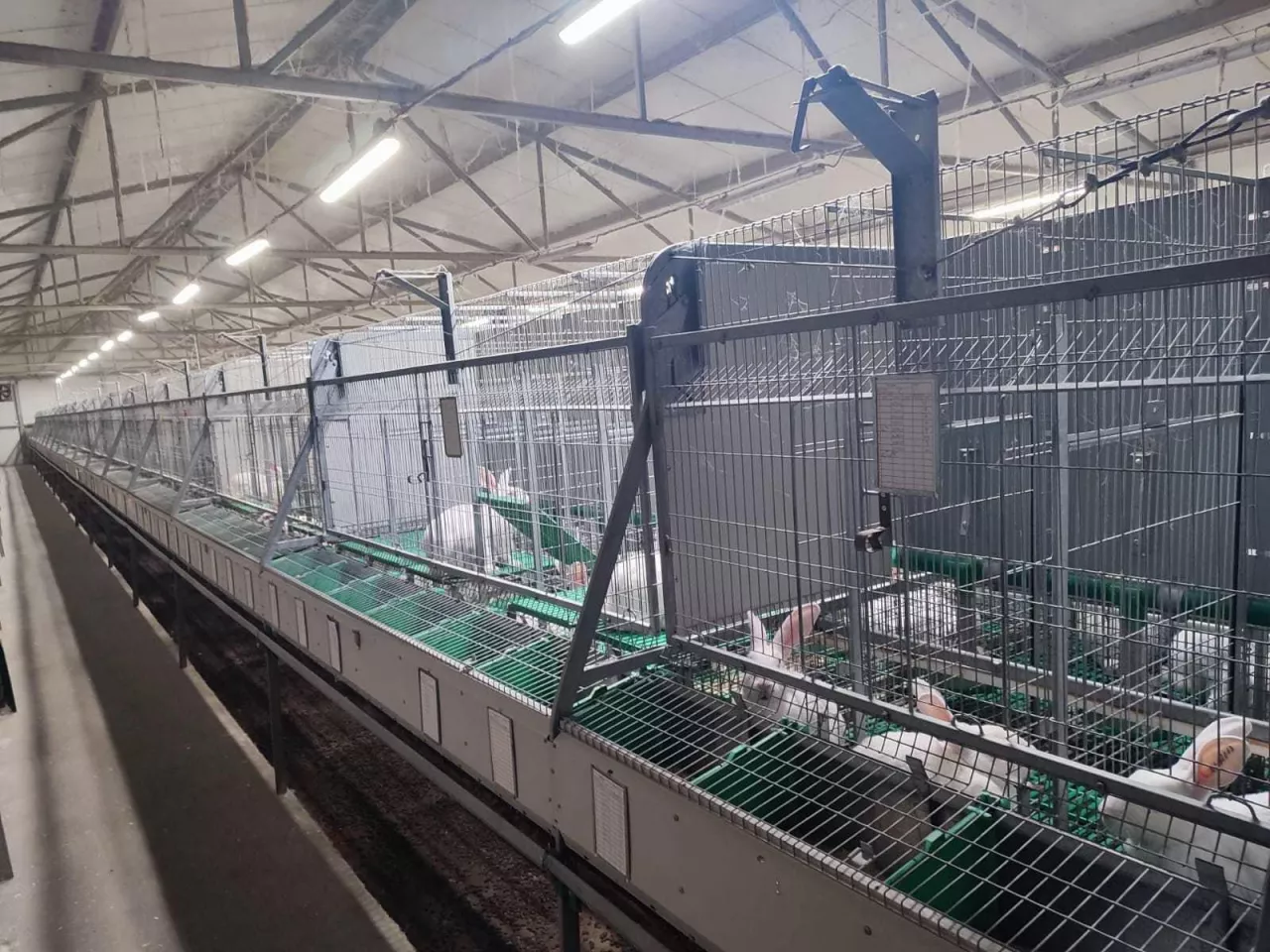 Króliki utrzymywane są w klatkach o podwyższonym standardzie, które zapewniają im odpowiednio dużą swobodę.