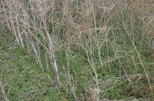 Gradobicie na Lubelszczyźnie