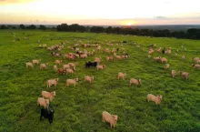 Stado bydła rasy Nelore na pastwisku w Brazylii