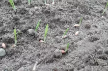 jęczmień przewódkowy kiepski siew