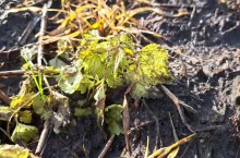 chwasty po glifosacie