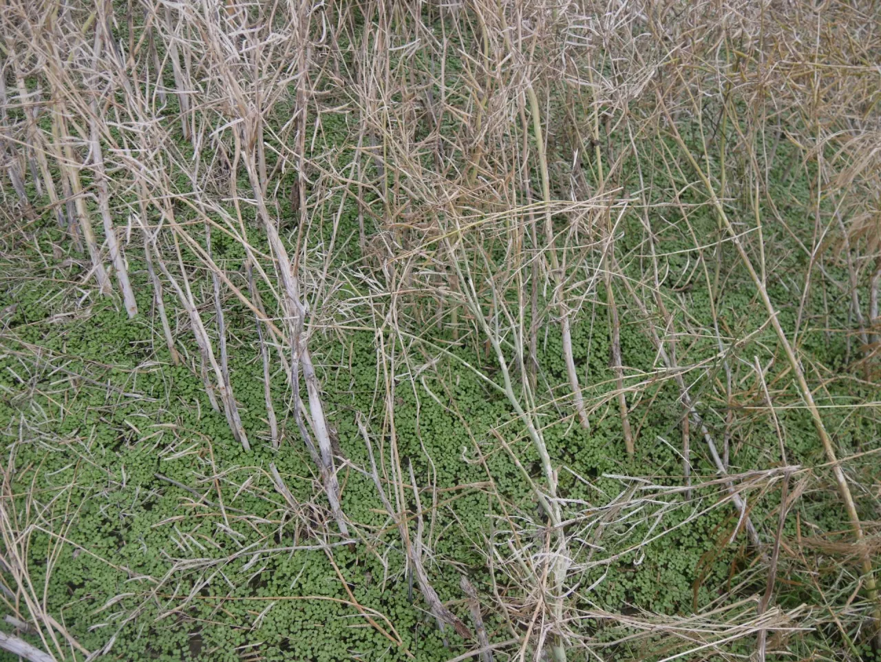 Gradobicie na Lubelszczyźnie