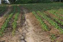 rzepak po nawałnicy erozja wodna gleby wypłukanie skorupa glebowa